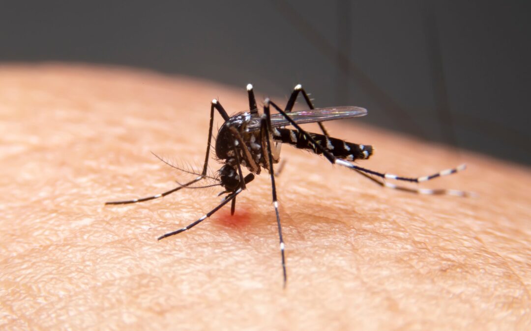 Dengue Tech: como a inovação ajuda a salvar vidas na batalha contra a doença